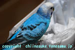 DSC_8996.jpg