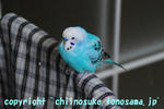 DSC_9336.jpg