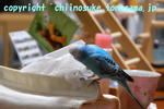 DSC_9726.jpg