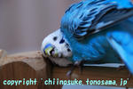 DSC_9947.jpg