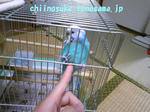 chiino342.jpg