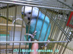 chiino343.jpg