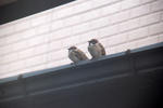 DSC_207401_1.JPG