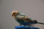 DSC_230403.JPG