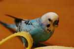 DSC_336801_1.JPG