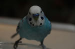 DSC_006206.JPG