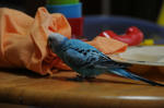 DSC_098801.JPG