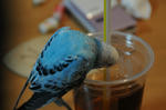 DSC_293918.JPG