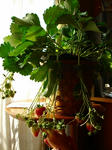 s-DSC00826.jpg