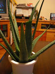 s-DSC00867.jpg