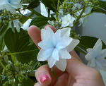200805251307000.jpg
