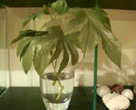 200809160006000.jpg