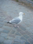 DSCF6883.JPG