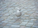 DSCF3682.JPG