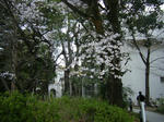 DSCF7809.JPG