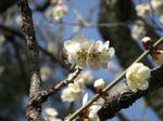 20090216a.jpg
