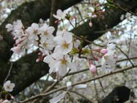 sakura2008.jpg