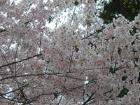 sakura2008a.jpg