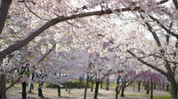 DSC09485.jpg