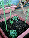 F1000078.JPG