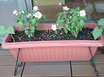 F1000095.JPG