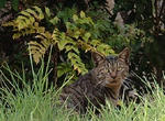 neko_001.jpg