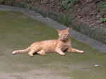 neko_b_01.jpg