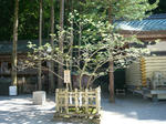 P1100890.jpg