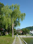 P1110039.jpg