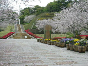 sakura4.jpg