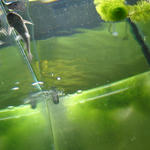 リタリタキャット(01)