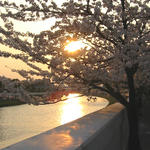 櫻と夕陽
