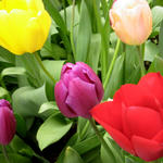 チューリップ