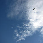 空に鳥