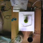 緑の栗のある風景