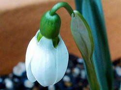 snowdrop02.jpg