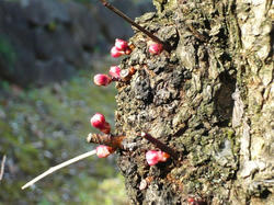 P1070264_01.jpg