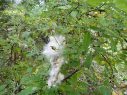 DSC01596_01.jpg
