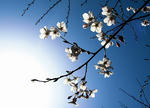 sakura.jpg