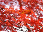 馬事公苑の紅葉