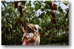 土山ぶどう園
