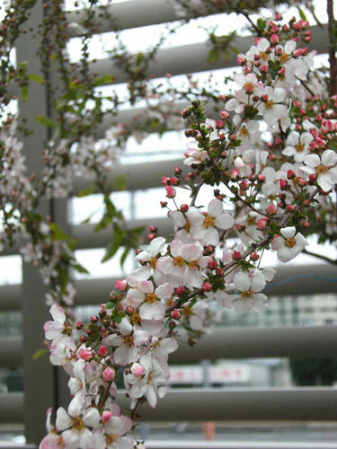 DSCF0704.jpg