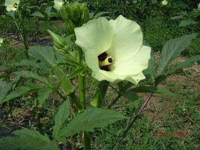 オクラの花