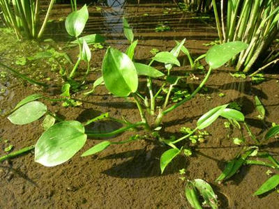 田んぼの雑草