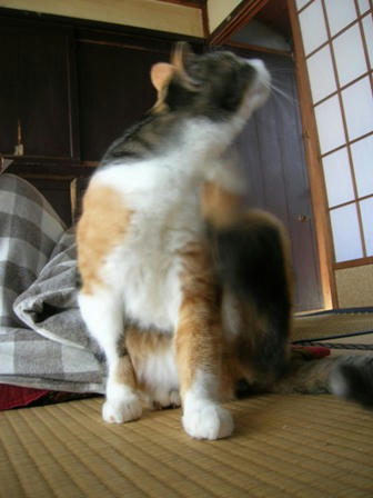 ネコ