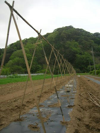キュウリとゴーヤ用の支柱