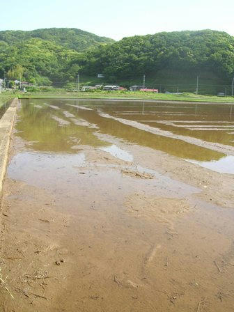 田植え直前の田んぼ