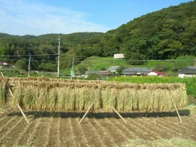 稲刈り終了