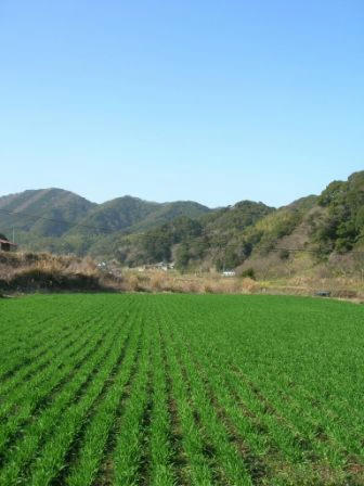 空と山と大麦