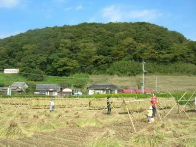 ハザ掛け